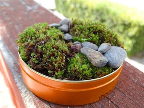 How To Make A Mini Moss Garden From Backyard Materials Moss Garden