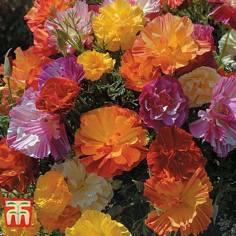 Suitable annuals to grow in pots or sunny borders include: Annual Flower Border Seed Collection (Short) | Thompson ...