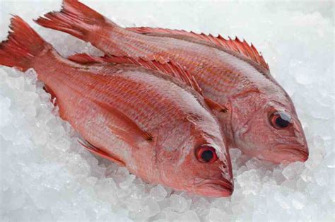 8 Manfaat Ikan Kakap Bagi Kesehatan Dan Kandungan Nutrisinya