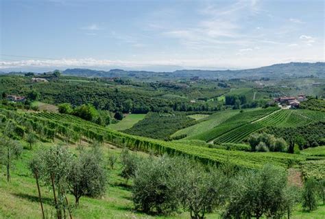 Vineyard Landscape Of Piedmont Langhe Roero And Monferrato Italy