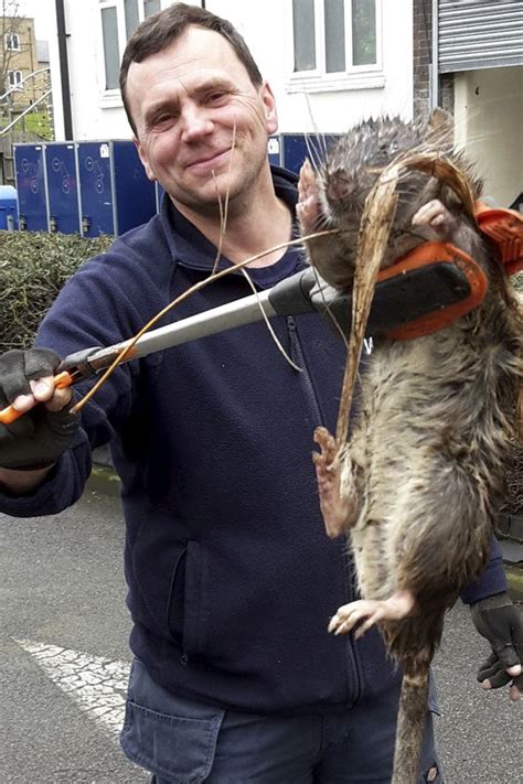 Giant Rat Bigger Than A Child Caught Living Near Kids Playground In