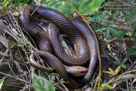Culebra Parda De Agua Swamp Snake