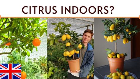 How To Grow Citrus Indoors Agrumi Lenzi Youtube