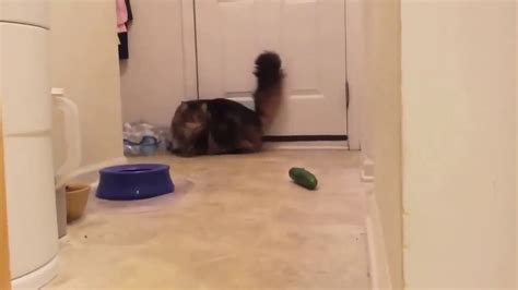 Funny Cats Scared Of Cucumber Troll Cat Funny Cat Vs Cucumber
