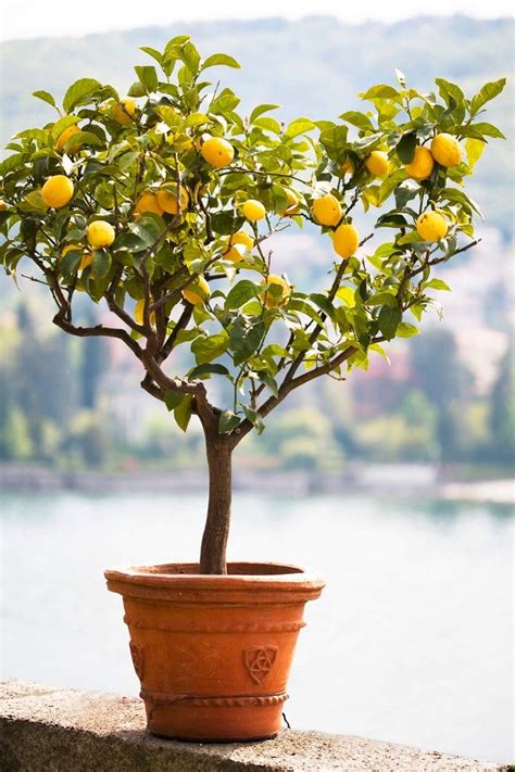 Pruning Lemon Trees When And How To Trim Your Citrus Tree Citrus