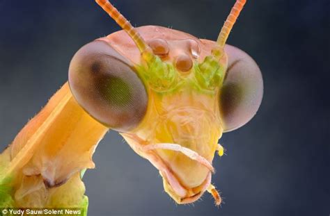 Out Of This World Incredible Close Up Photos Of Insects That Look Like