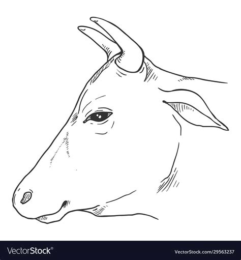 Sketch Cow Head Cattle Royalty Free Vector Image