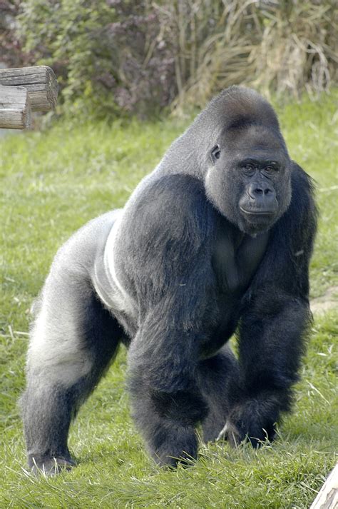 Gorile Wikipedia