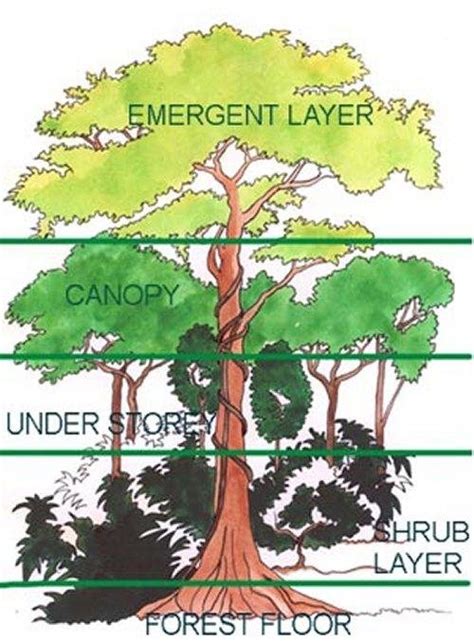 Forest Layers Diagram
