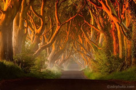 The Dark Hedges A Spooky Avenue In Northern Ireland Dark Hedges