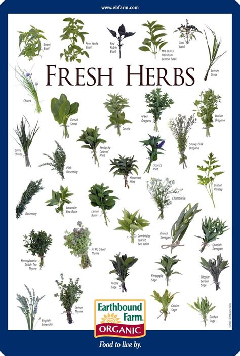 Fresh Herbs Id Chart Planting Herbs Types Of Herbs Herbs For Health