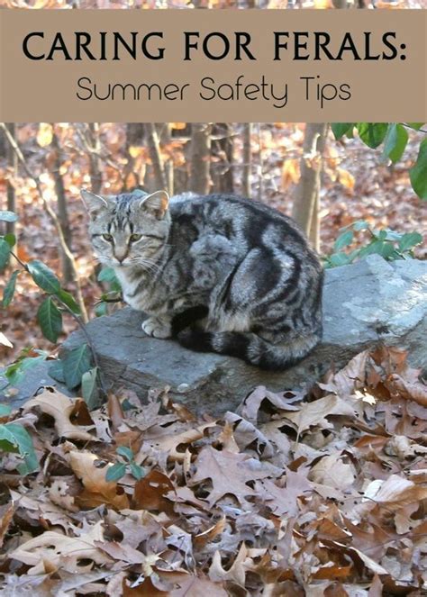 Caring For Ferals In The Summer Keeping Kitties Safe In The Blazing