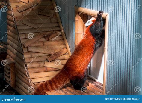 Red Panda Trying To Get Into An Indoor Enclosure At The John Ball Zoo