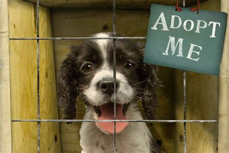 Animal shelters & rescues for pet adoption | petfinder. 10 Reasons To Adopt A Shelter Pet