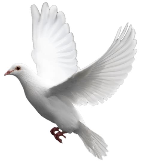 White Flying Pigeon Png Tiere Pinterest Pigeon And Animal