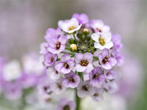 Sweet Alyssum Plant Care And Growing Guide