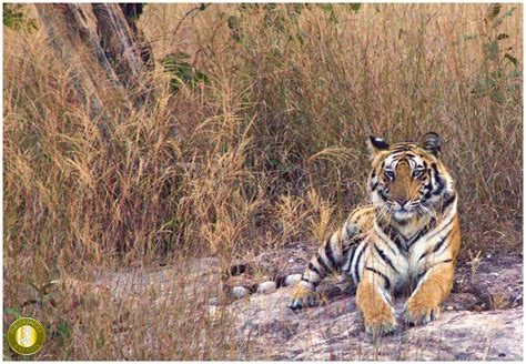 Female Tigress At Khitauli Zone Bandhavgarh National Park Dont