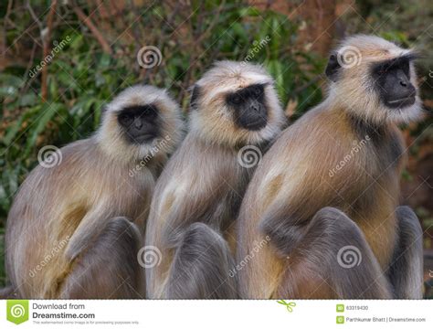Free for commercial use no attribution required high quality images. Three Monkeys (Langur) stock photo. Image of indian ...