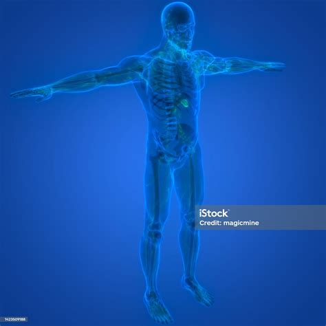 Human Internal System Lymph Nodes Anatomy Stock Photo Download Image