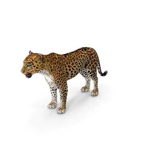 Panther Png Images And Psds For Download Pixelsquid