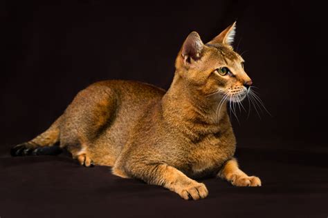Chausie Cat Cat Breed Info And Characteristics