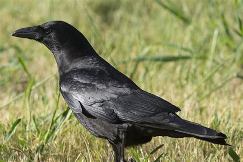 American Crow Corvus Brachyrhynchos American Crow Corvu Flickr