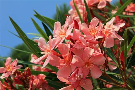 Closeup Of Blooming Oleander Stock Photo Image Of Blue Bush 39063186