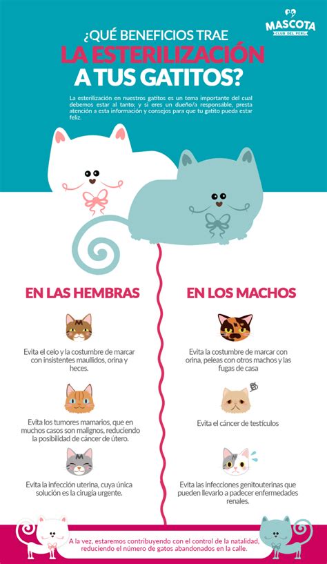 Beneficios De La Esterilización Mascota Club Del Perú