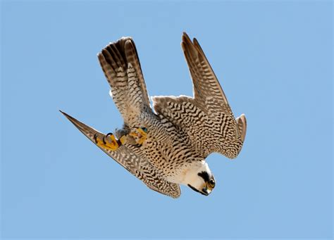 Peregrine falcons dive at high speed like a guided missile because it allows them to catch agile prey, according to new research. Peregrine Falcon diving | Zoology, Division of Birds