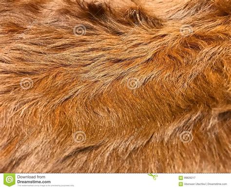 Close Up View Of Brown Cow Fur Real Genuine Hair Texture Stock Image