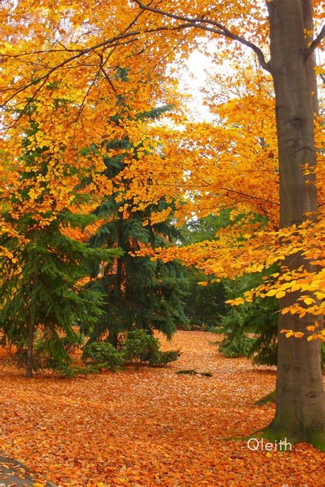Dry Bright Orange Tree Leaves Fallen Forest Ground With Brown Trees