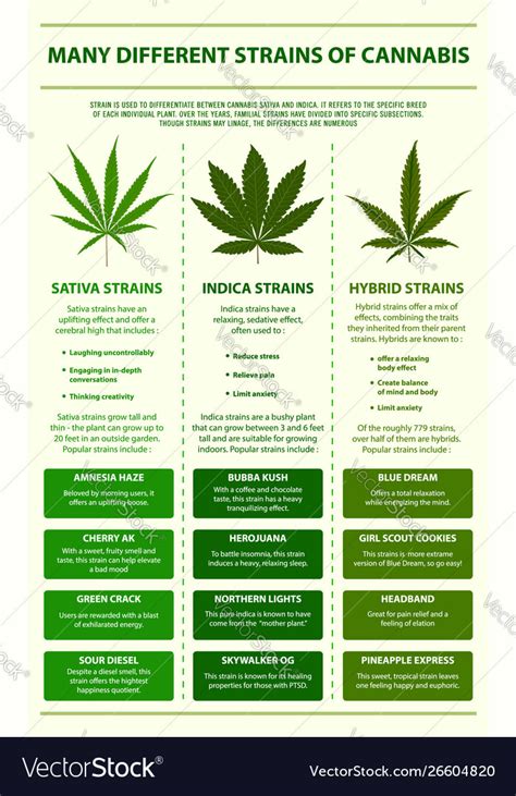 Many Different Strains Cannabis Infographic Vector Image