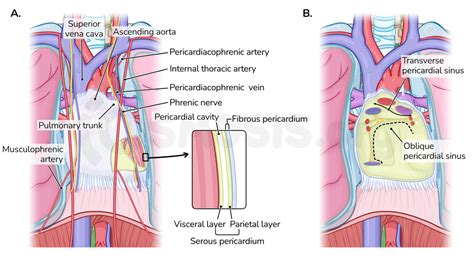 Anatomy Of The Inferior Mediastinum Osmosis