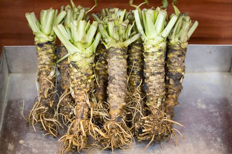 However, wasabi also has a spiciness that makes even adults tear up if too much is eaten at a time. What is wasabi and how should you use it? | lovefood.com