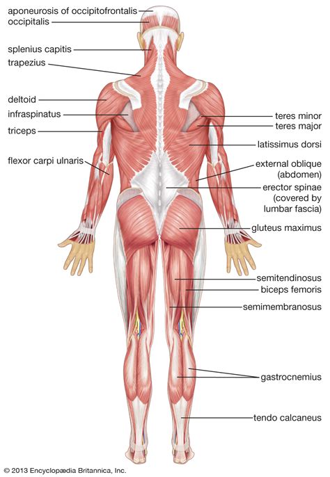 Muscles found in the superficial group include rhomboid major, rhomboid minor, levator scapulae, trapezius, latissimus dorsi. human muscle system | Functions, Diagram, & Facts | Britannica