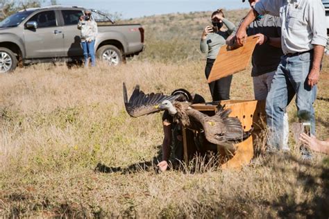 Watch Critically Endangered Vultures Released After Mass Poisoning In