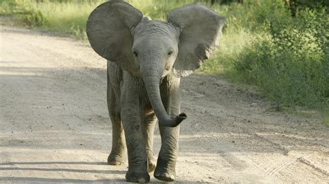 Newsela Big Questions Can Elephants Jump