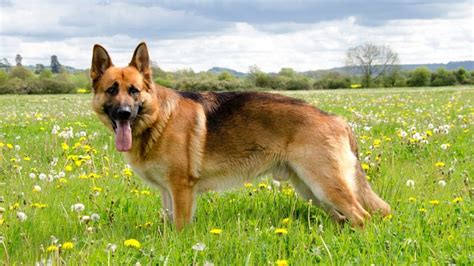German Shepherd Dog Breed History Health Characteristics