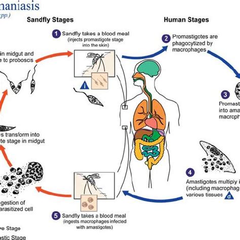 The Life Cycle Of Leishmania Spp The Causal Agents Of Leishmaniasis Download Scientific Diagram