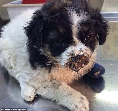 Dog With No Nose Rescued From Romania And Given New Lease Of Life In