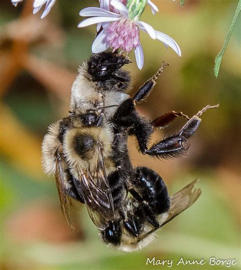 That's a little hard to ignore, especially if you've exclusively been bumble is free to download and use. Bumble Bees mating | The Natural Web