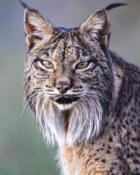 Photo And Caption By Fabianphotography Portrait Of An Iberian Lynx