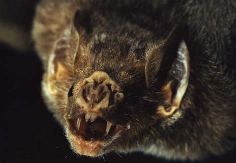 New Research Shows How To Stop Vampire Bats From Spreading Rabies