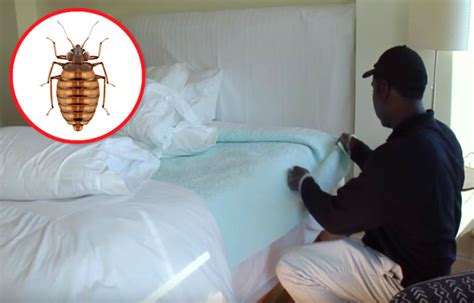 The Favorite Hiding Places Of Bed Bugs