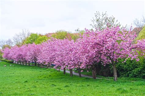 Blossoming Cherry Trees Free Photo Download Freeimages