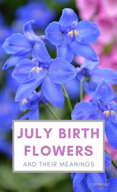 There are two birth flowers for the month of july, the water lily and the larkspur. July birth flower: Larkspur & Water Lily - Growing Family ...