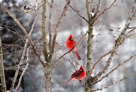 Two Cardinals In Winter Tree Mother Daughter Press