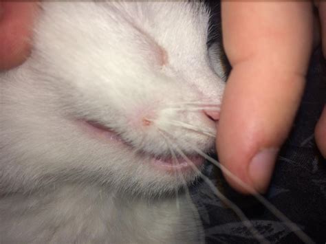 My Kitten Has A Red Sore Around One Of Her Whiskers What Could This Be