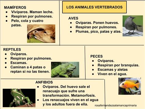 Clasificacion De Animales Clasificacion Del Reino Animal Animales Images
