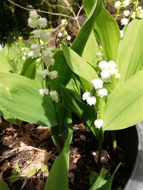 Lily Of The Valley White Convallaria Majalis In The Green Shipton Bulbs